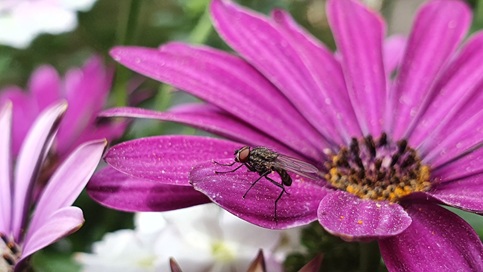Fliege auf Kap-Margerite